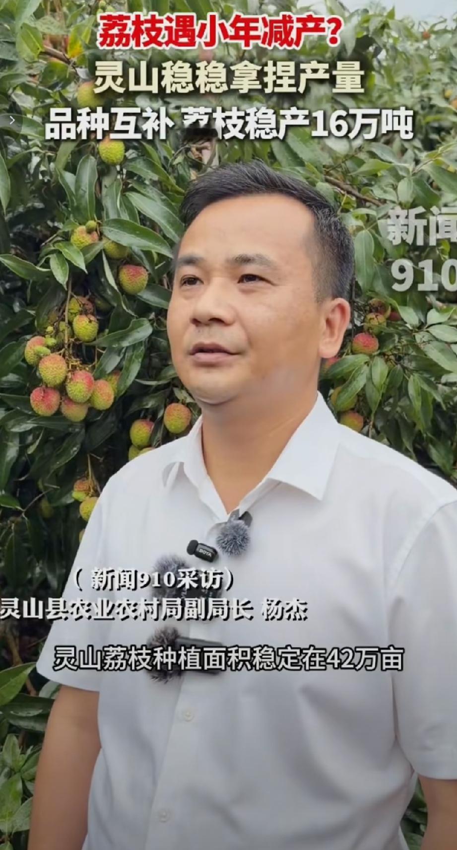 近日据910记者甘智锐现场探访了解，今年灵山妃子笑长势喜人，坐果率高，品质优良，