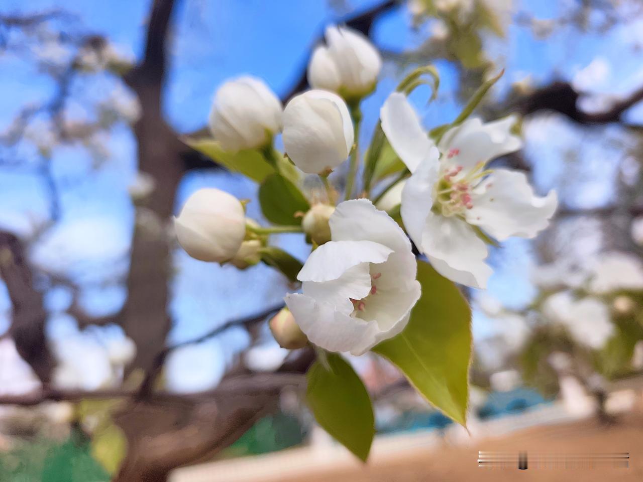 今日忙里偷闲
出来看看梨花

栗香植物园里
蓝天柳绿花白

人来人往不断
休闲拍