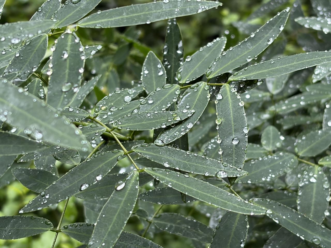 康复日记｜雨雾中的五一晨练

2026年05月01日 星期五 阴雨天，空气微凉