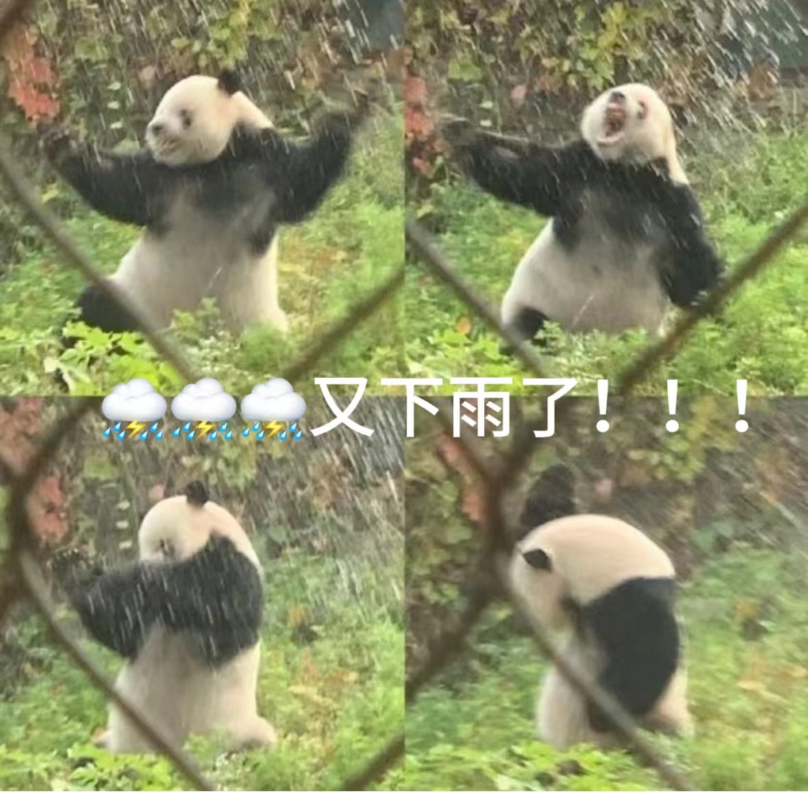 【这么大的雨，能用来给我的手机充电吗？】进入“清明时节雨纷纷”的雨季，当暴雨以摧