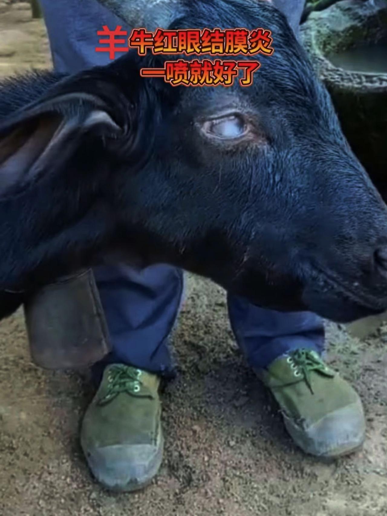 养羊人 农村养羊 牛羊流泪