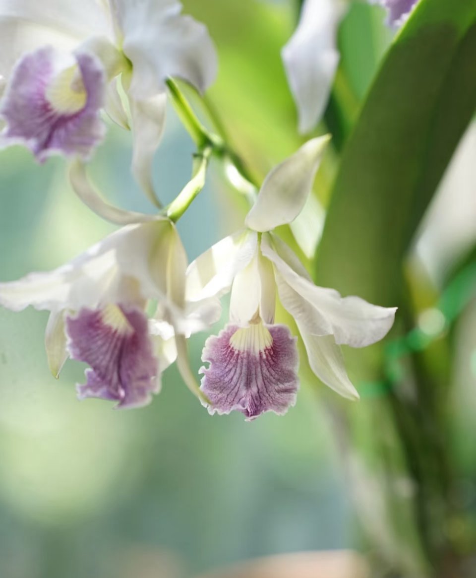 卡特兰的核心种植方法：1. 栽培基质：优先用水苔、树皮、木炭（5:3:2）混合，