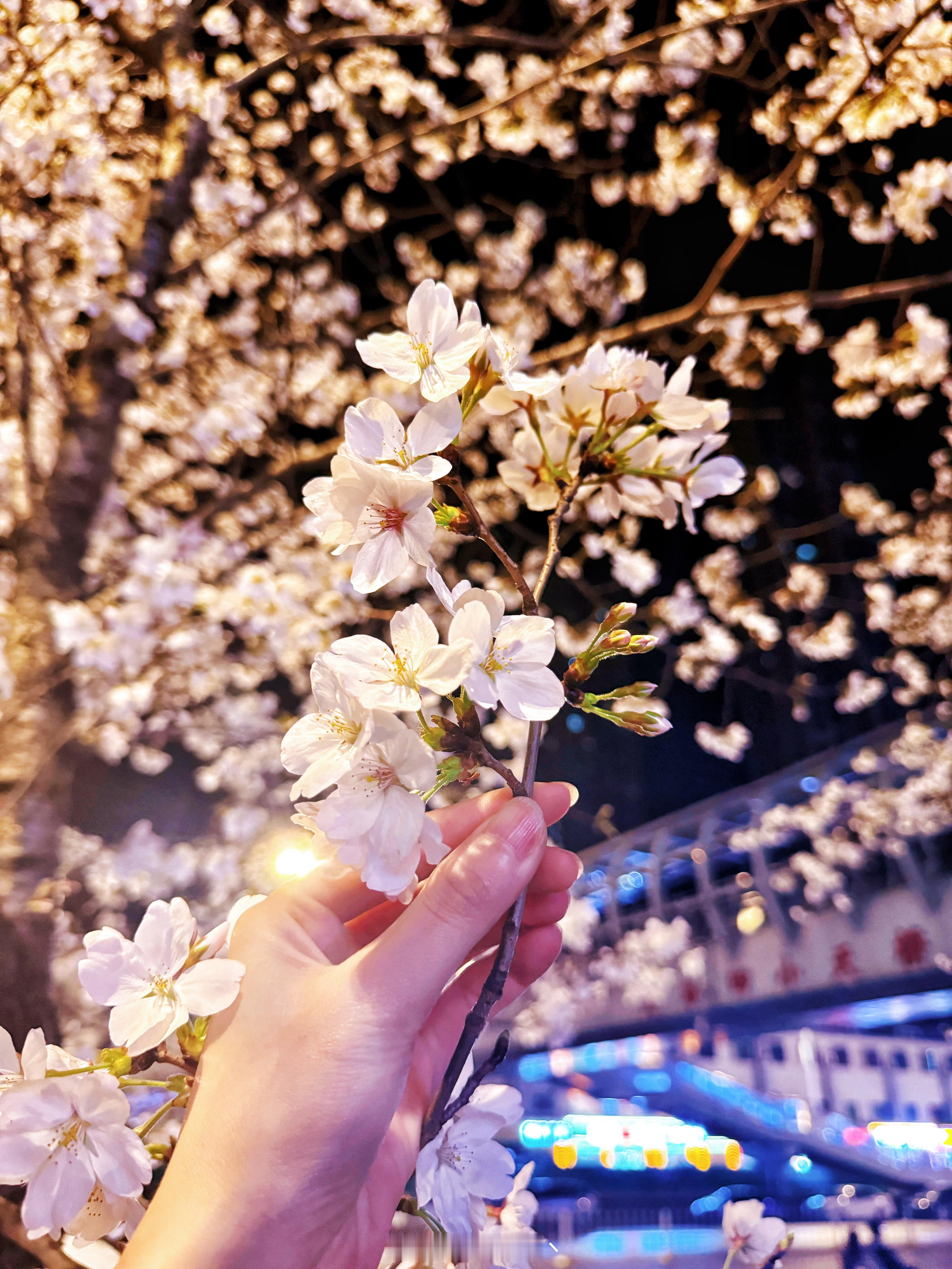 🌸  ​​​