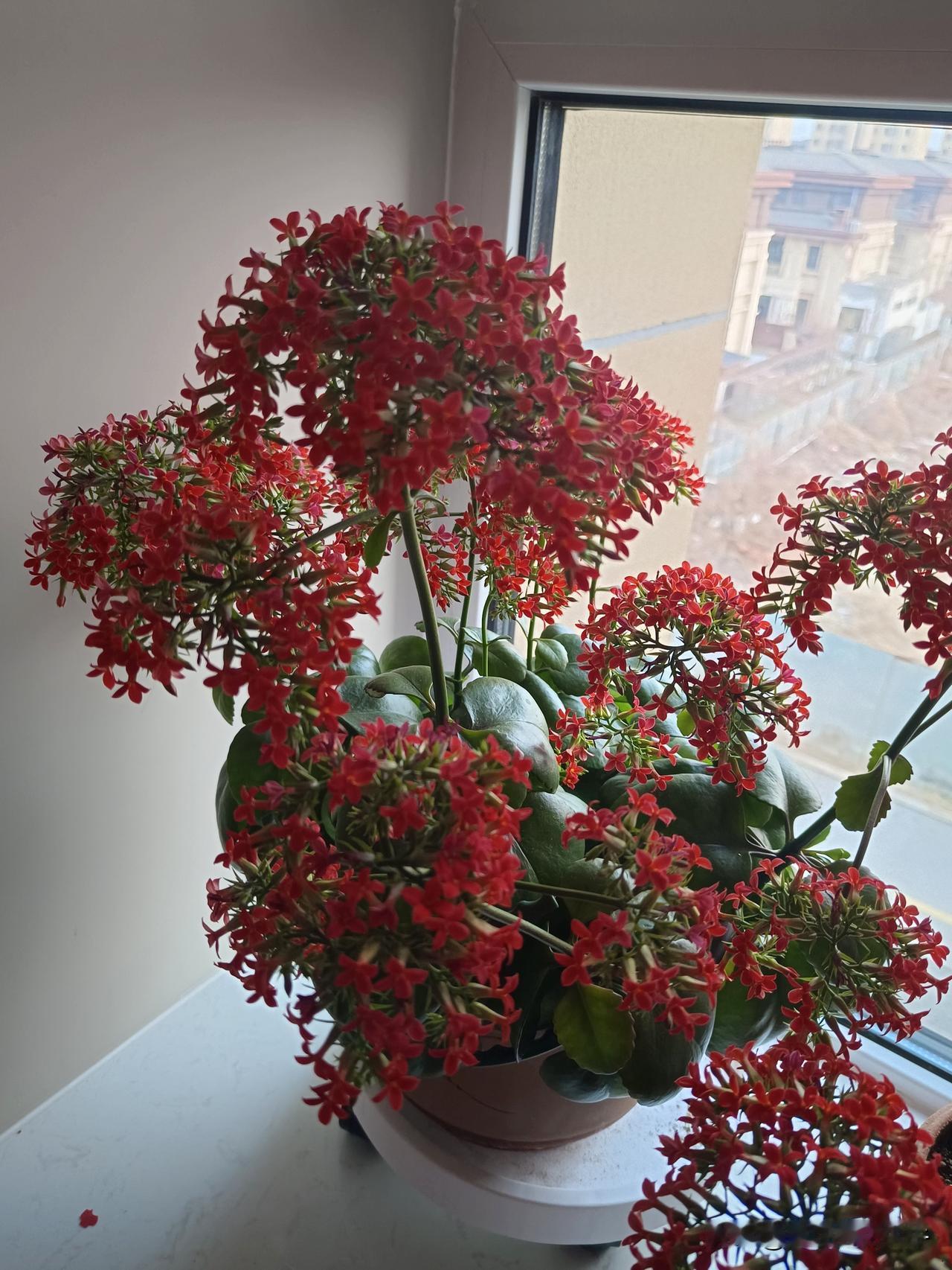 长寿花到了该插杆的季节了！长寿花的最佳生长温度是15度-25度，现在插杆成活率是