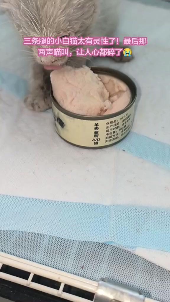 1️⃣小家伙恢复得不错，已经能吃羊奶稀罐头，肚子吃得鼓鼓的
2️⃣手术缝合处看起