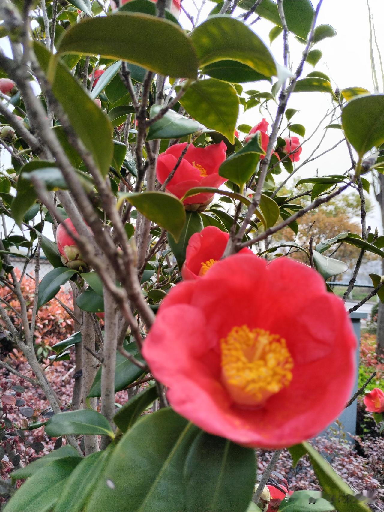 儿女们成家立业以后
家里有了小孩子
儿子儿媳不要求你去照顾小孙子
最好，尽量不要