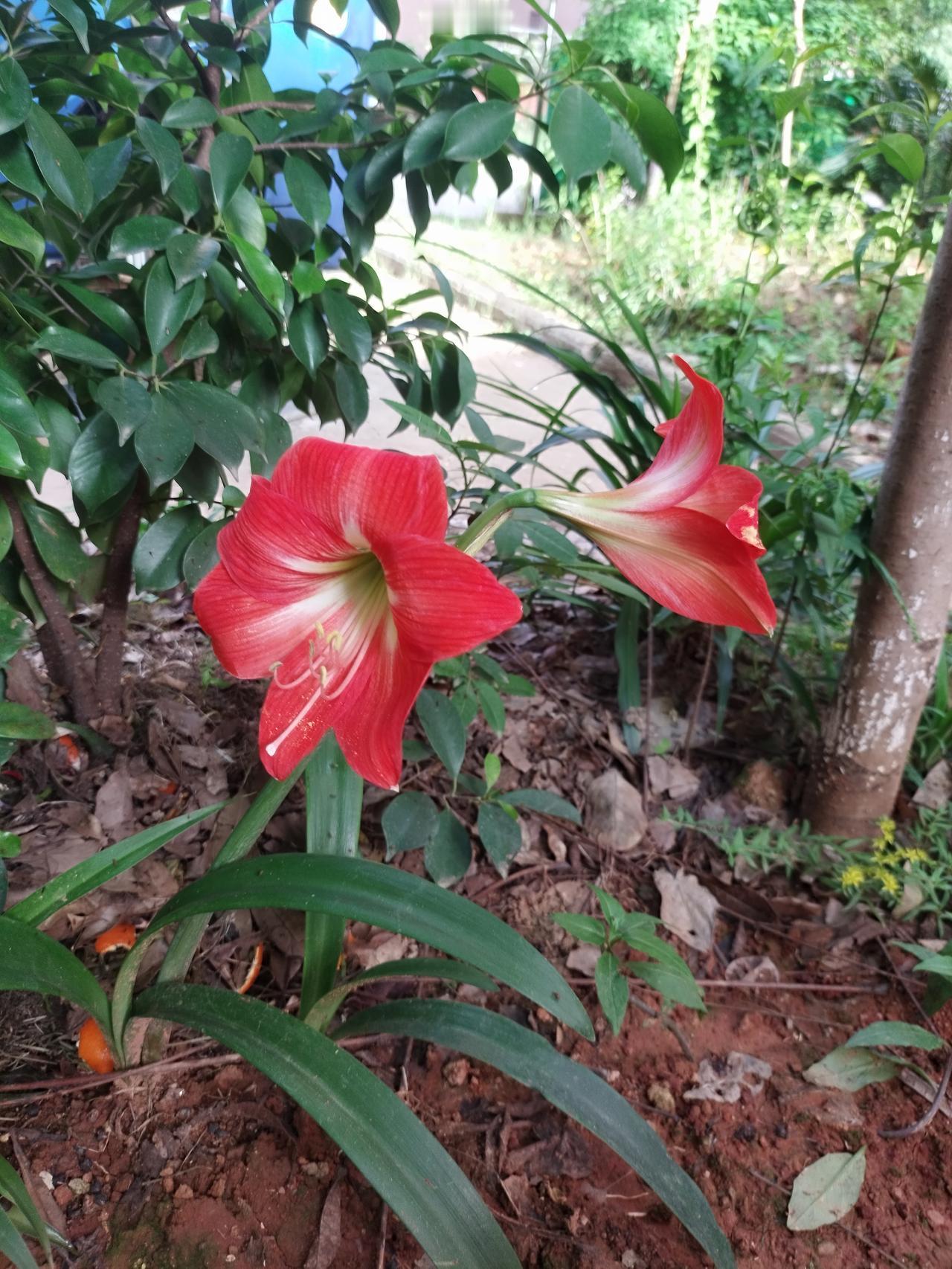 人一定要走出门，
因为你会发现很多小惊喜
不知道谁在路边种的朱顶红，
开得真美，