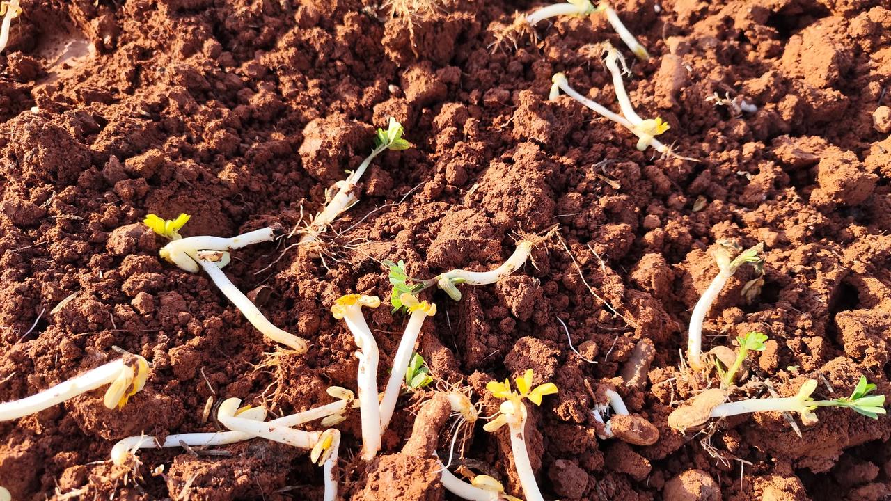 春日生活打卡季今天到地里去挖土。却意外收获了这些花生芽。他胖胖的模样真的很诱人[