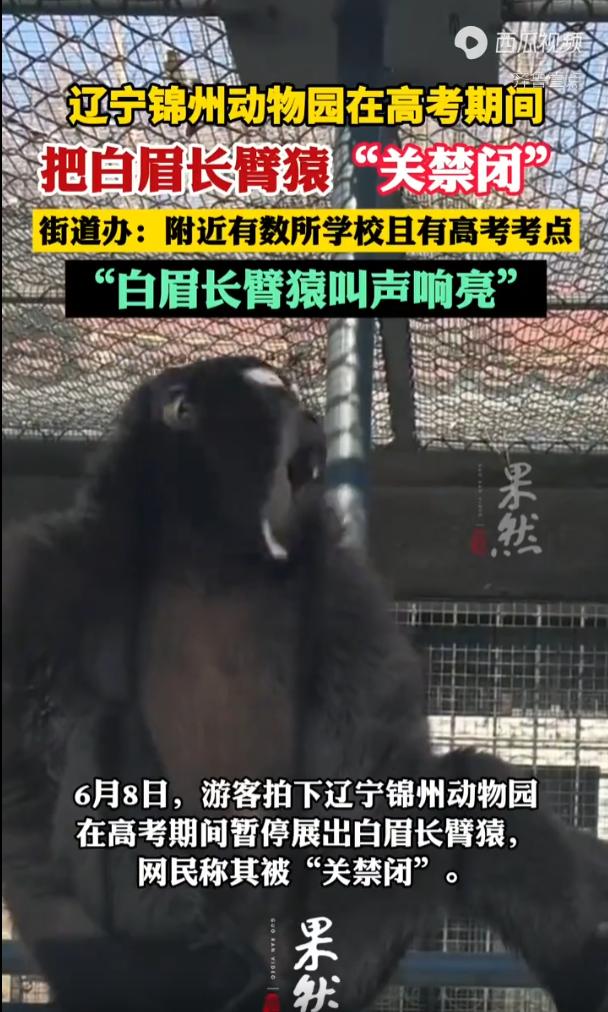 笑不活了！高考静音，猴子也要“关禁闭”。辽宁锦州，动物园搞了一波专属特殊操作，园
