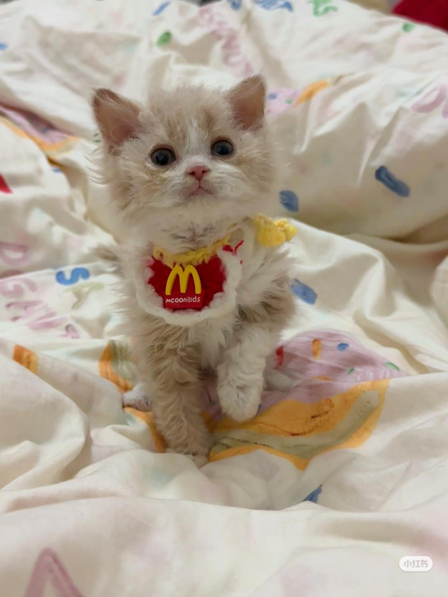 猫太能吃是真不行啊，这才来家里不到半年，已经从图1变成图2了。。 ​​​