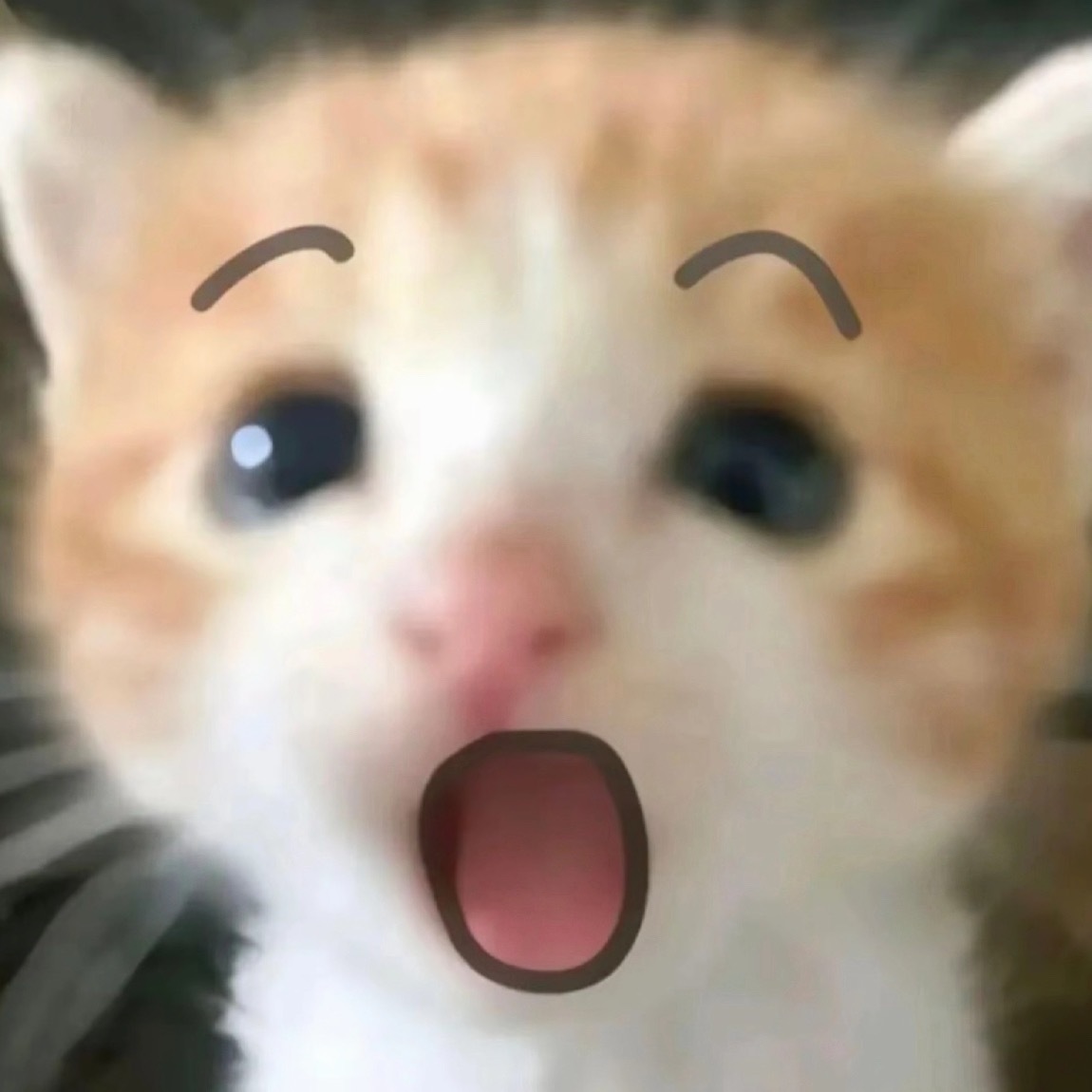 live图充分证明了黄星是啥猫。 