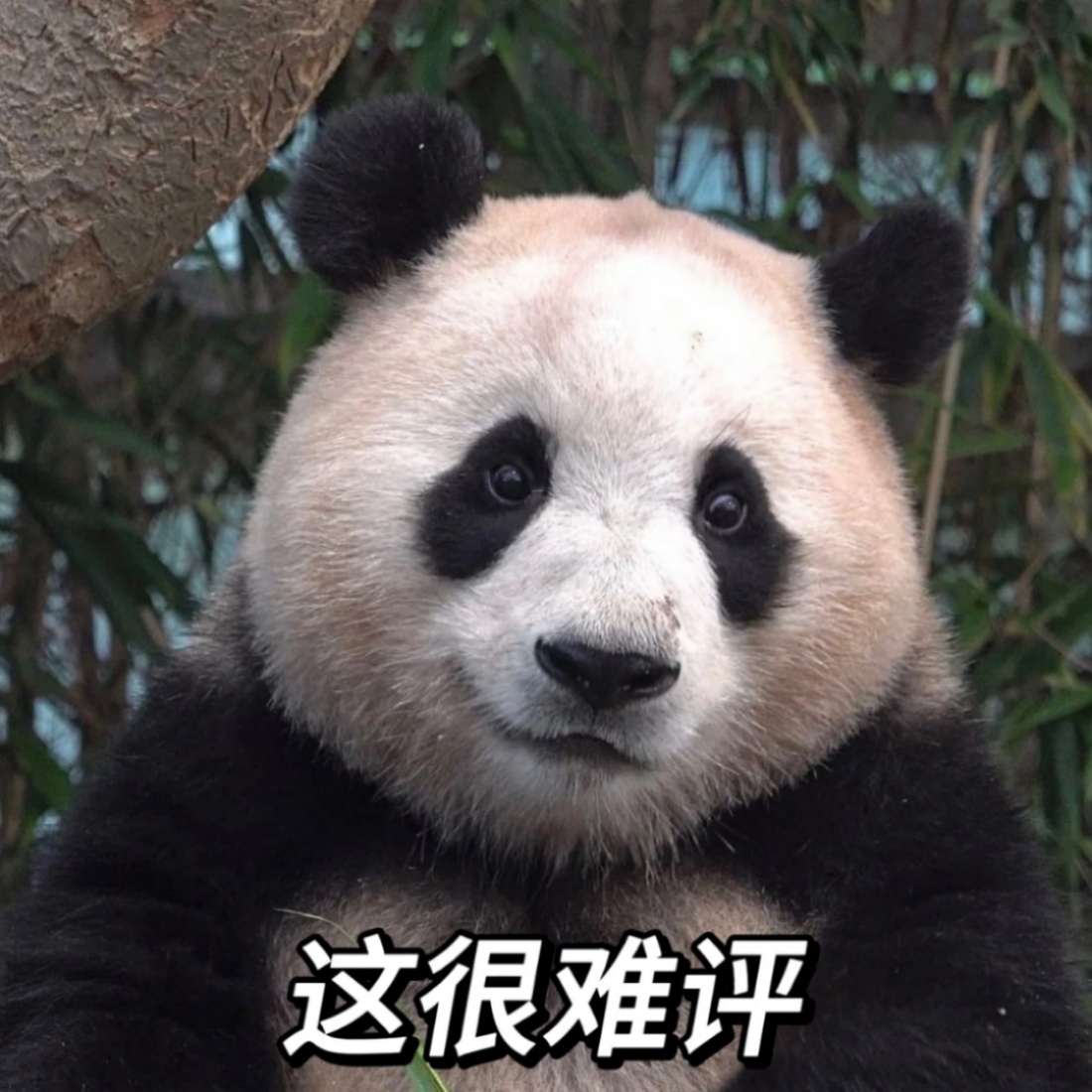 澳将禁止16岁以下用社媒跟现在的小孩聊聊天就深有体会了，现在小孩满口网络烂梗，我