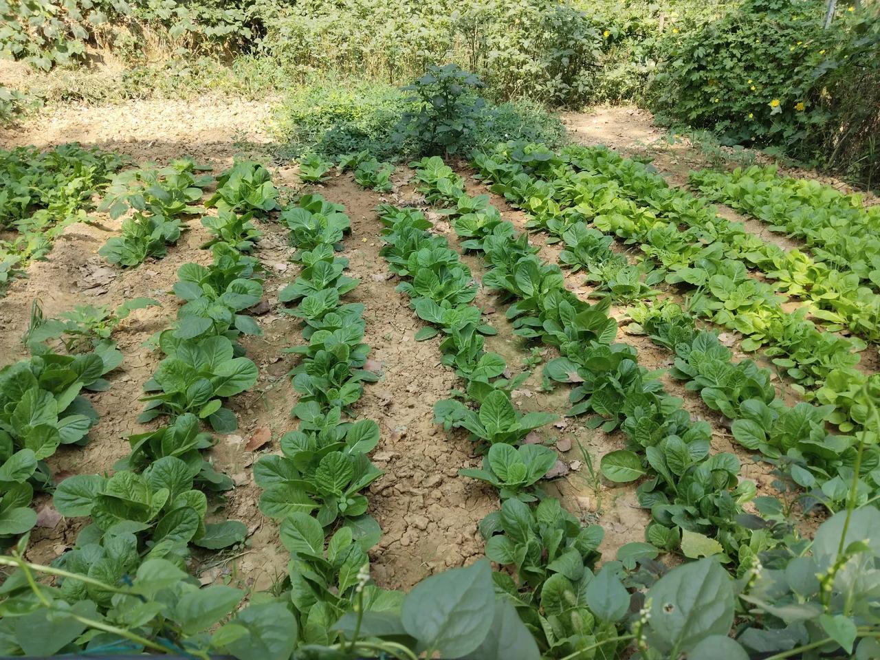 村上的这个小菜园，小白菜长得很好，水灵灵的。

这个小菜园，西边有一排高大的杨树
