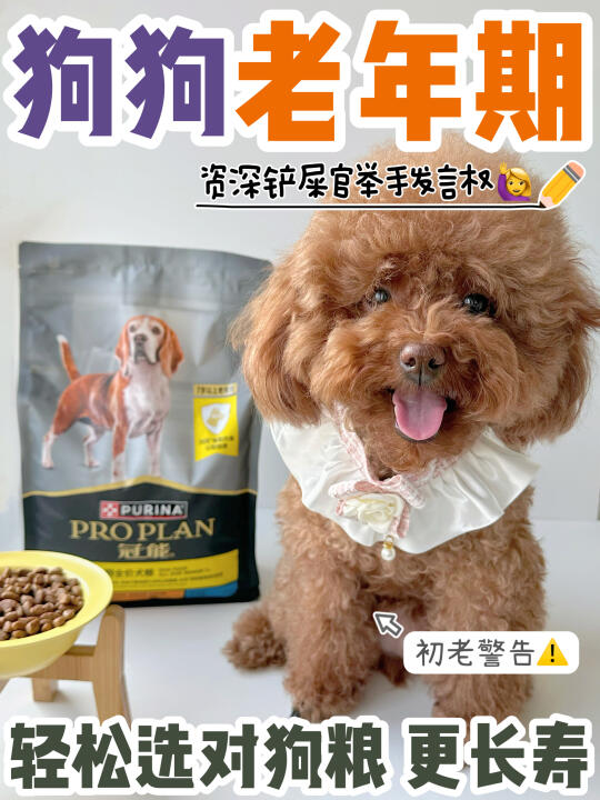 狗狗步入老年期！如何选择靠谱老年犬狗粮？