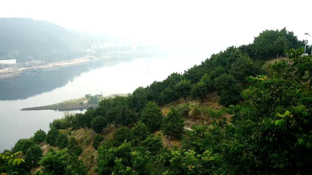 【进入采摘期！满山橄榄青青 香飘白河江】

近日，梅溪镇梅埔村的白河江橄榄基地的