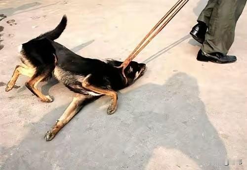 太可怜了吧！一位阿姨经常投喂附近公园的流浪狗，这天她和往常一样去公园投喂它们。当