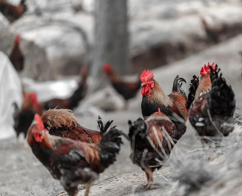 投资农业真的太难了！我搞农业连亏3年，只能靠养殖赚点钱弥补亏损，靠农产品加工业勉