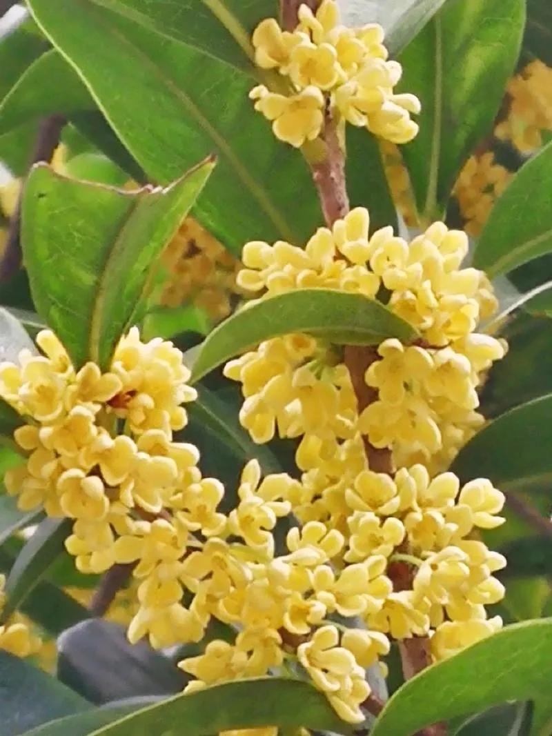 树树桂花朵朵黄
你香我香争献香
清风悄悄徐徐过
———————