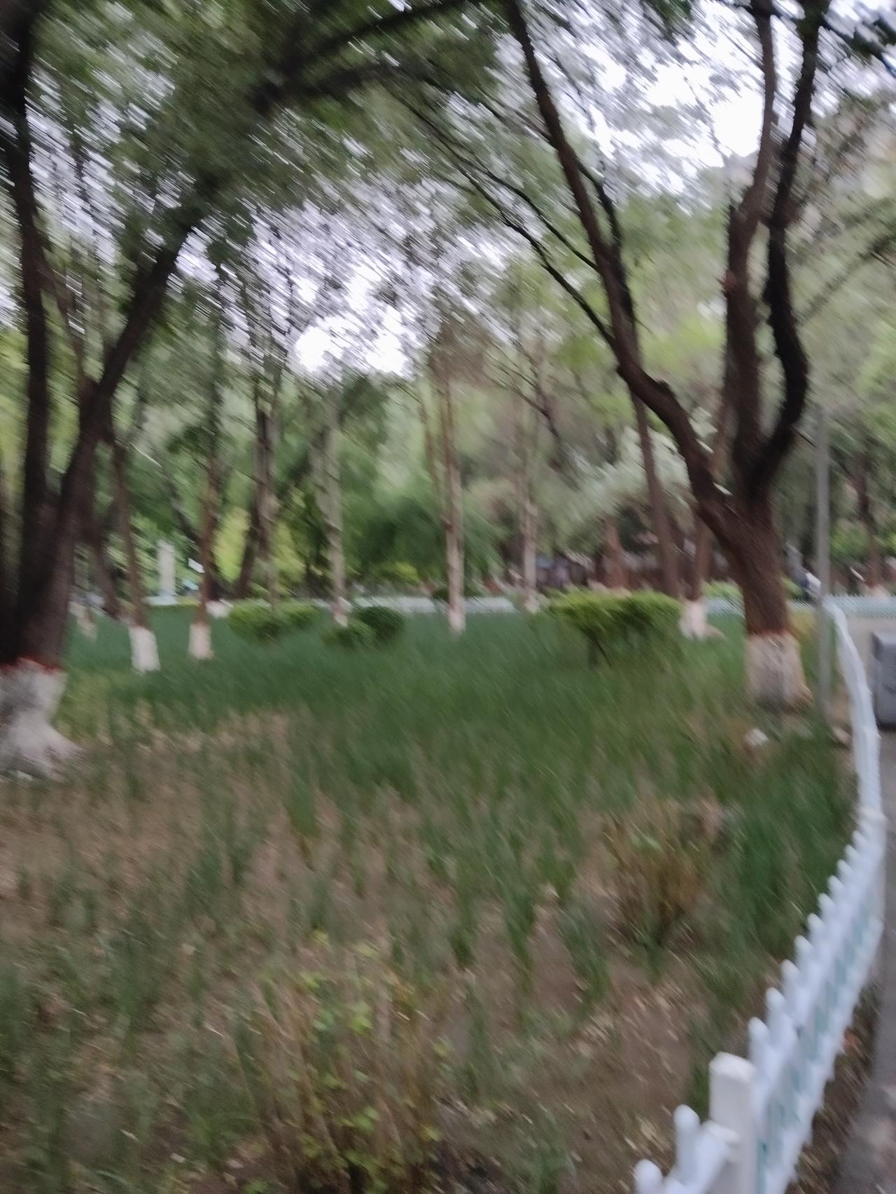 公园美景