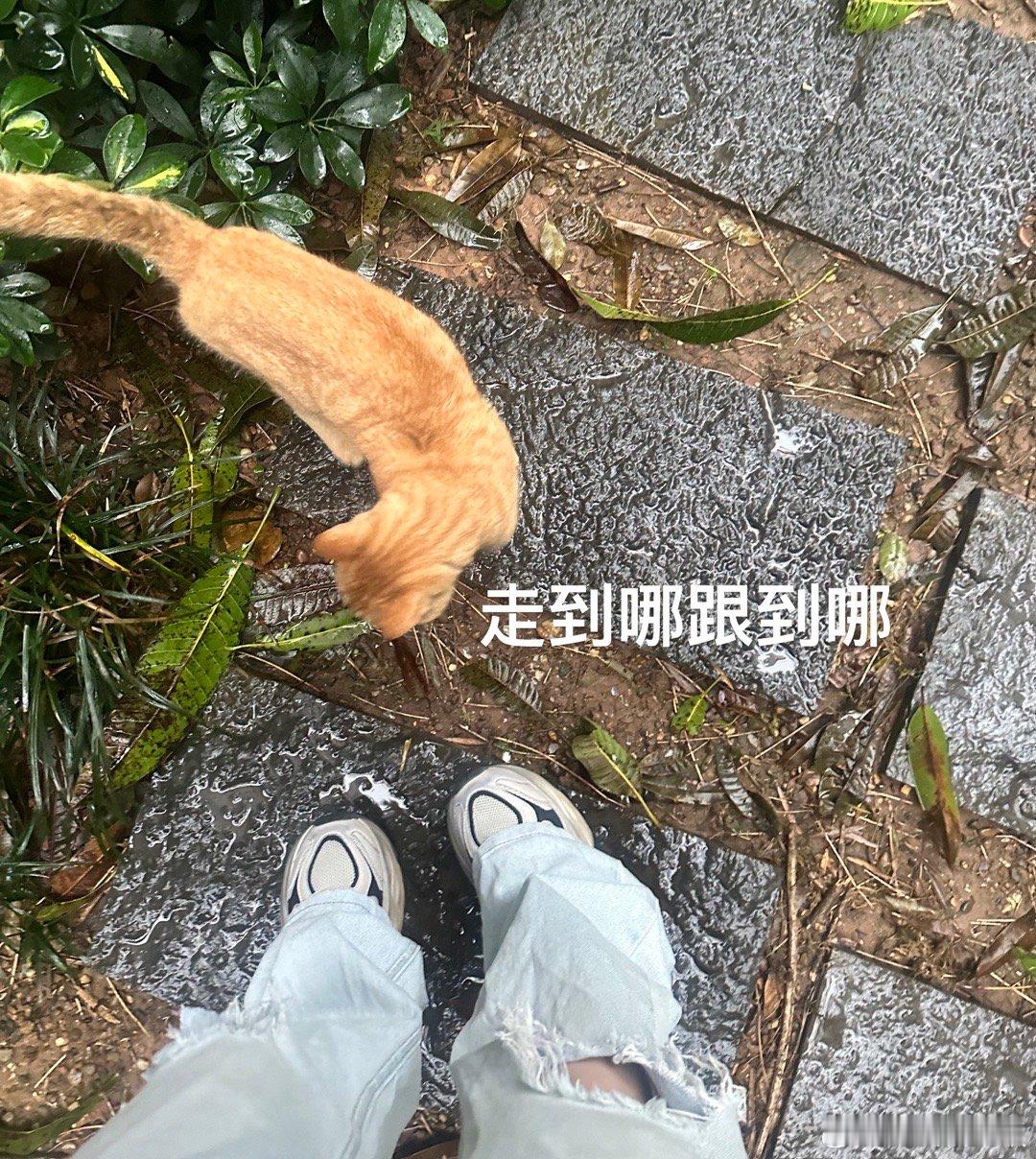 今天被一只流浪猫跟踪了这只猫好聪明啊一直在楼下等我 因为我喂过一次它昨天我没出门