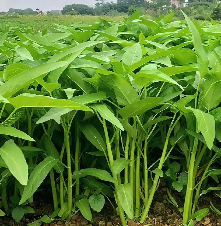 感谢你的评论[祈祷]我也爱蒜蓉清炒[大笑]但它还可以一菜两吃，叶杆分吃，叶子放蒜