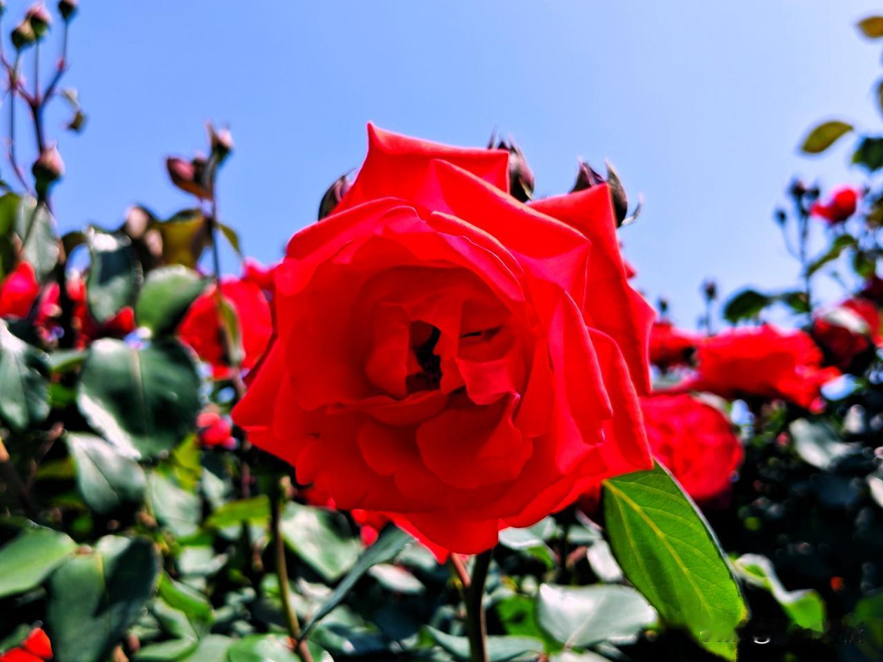 阳光下的红月季，绽放出迷人的美丽！🌹🌞