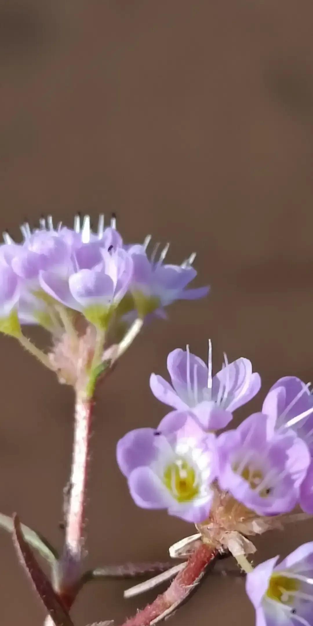 天刚擦亮我推开窗，冷气像猫钻进脖子。
我搓手给爸妈发语音，叮嘱他们穿厚点。
群里