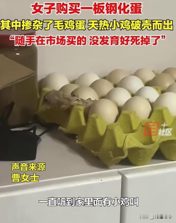 买一筐鸡蛋回来吃，没多久小鸡竟然孵出来了！河南商丘的曹女士家里发生了这样的稀奇事