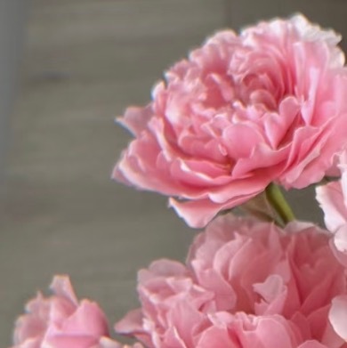 0000达芙妮种植1、选盆与土壤：盆栽达芙妮要选透气性好的瓦盆或陶盆，深度建议2