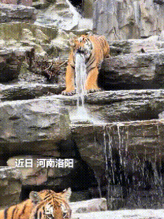 “火到人民日报了！” 河南洛阳，动物园园游客正隔着观光车赏虎，突然都朝一个地方望