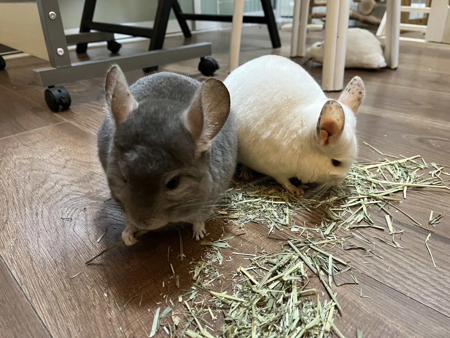 阿瓜靠帮你壮和苹果恢复了点食欲