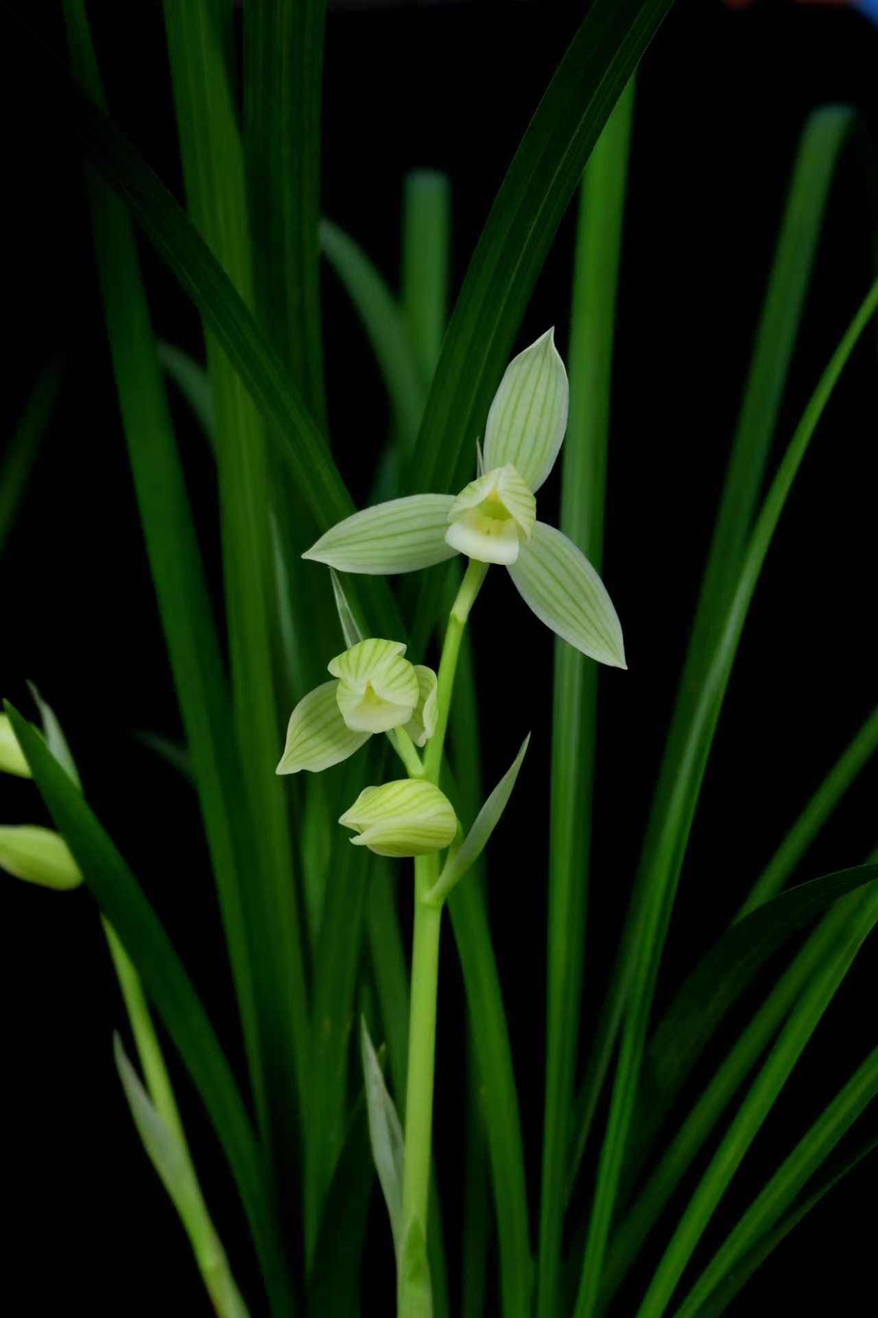 各展风姿的几株兰花：有的是淡绿带纹的花苞，似将绽未绽；有的花瓣白绿间红纹点缀，花