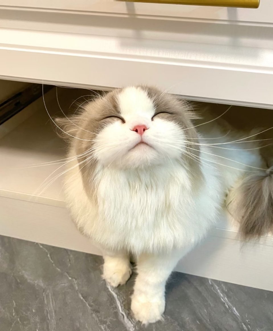 好好养宠的一年🐾宠物年度治愈总结！毛孩给的温暖超标啦养我家毛孩的这一年，就像掉