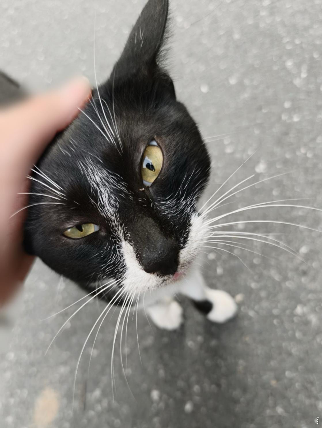 50396【丑猫】 