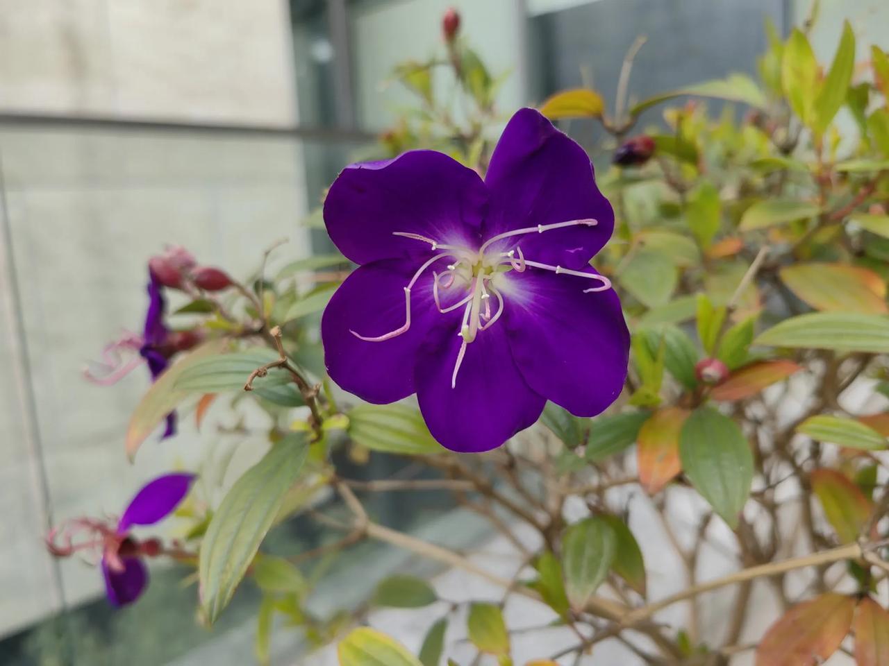 南方的冬日依然很美。花依然绽放。