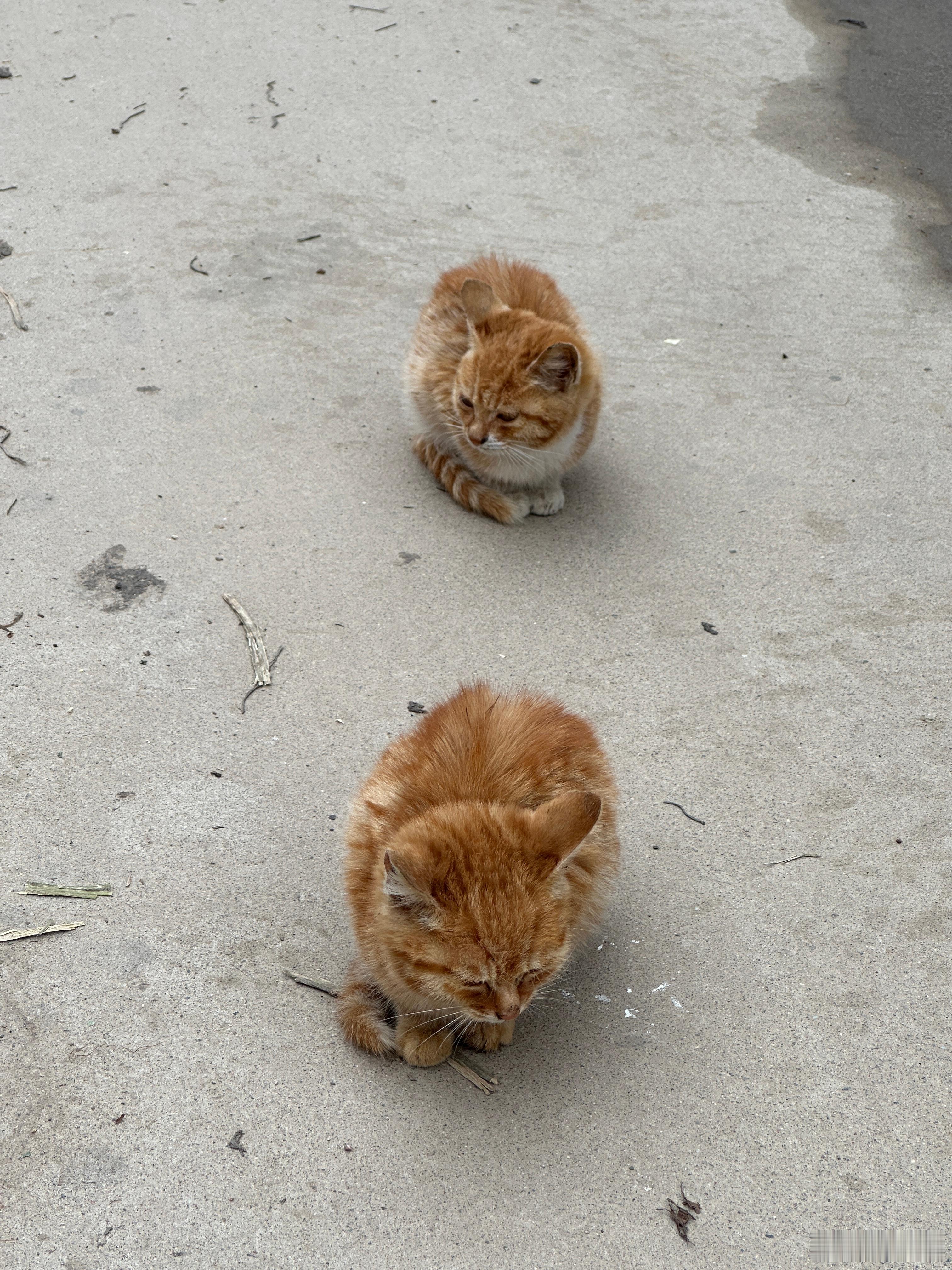 这几天总能刷到猫的视频，我才知道北方地区的流浪猫基本上都活不过两年，夏天生，冬天