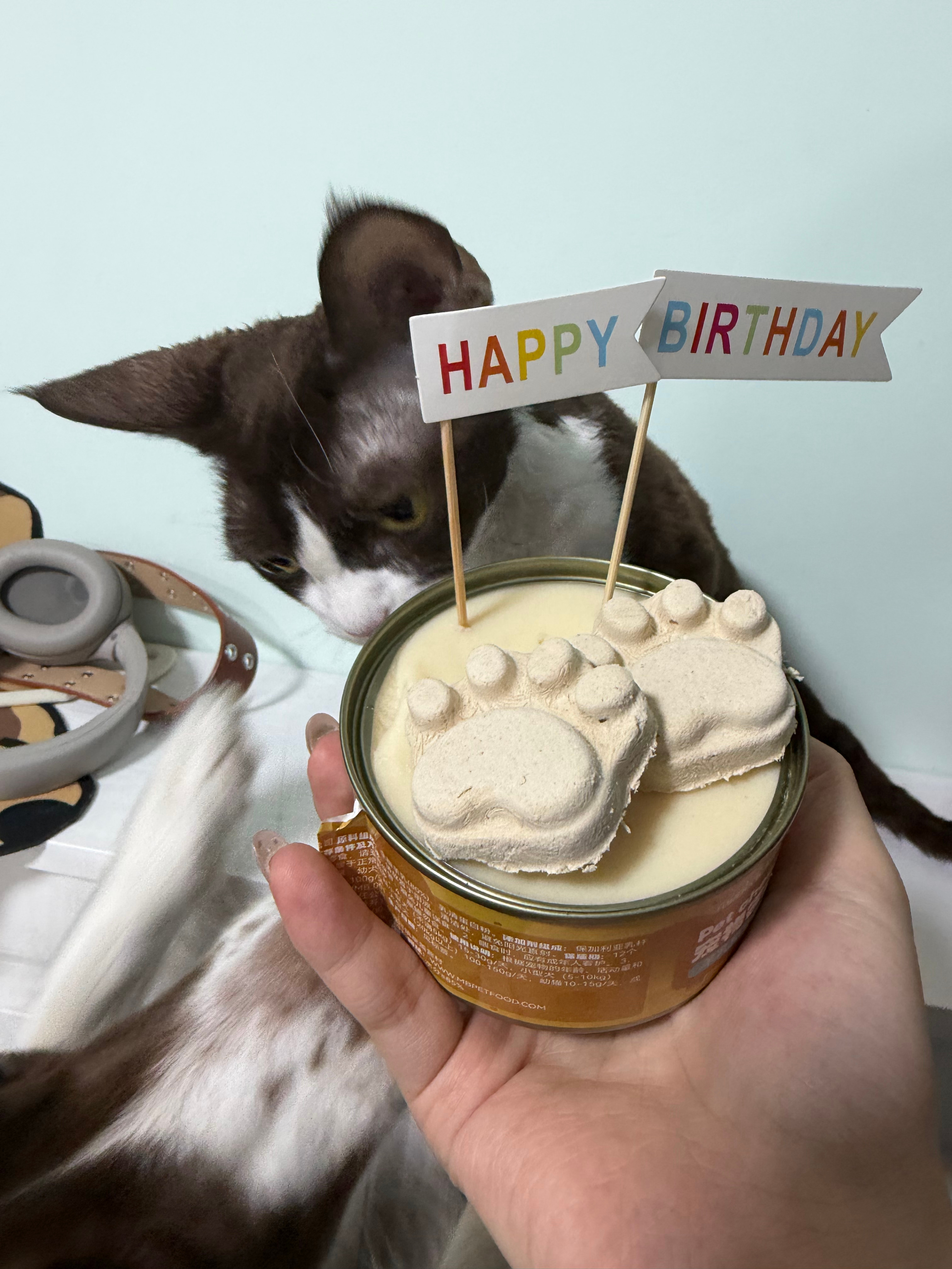 小咪一岁了好好生日快乐🎂 