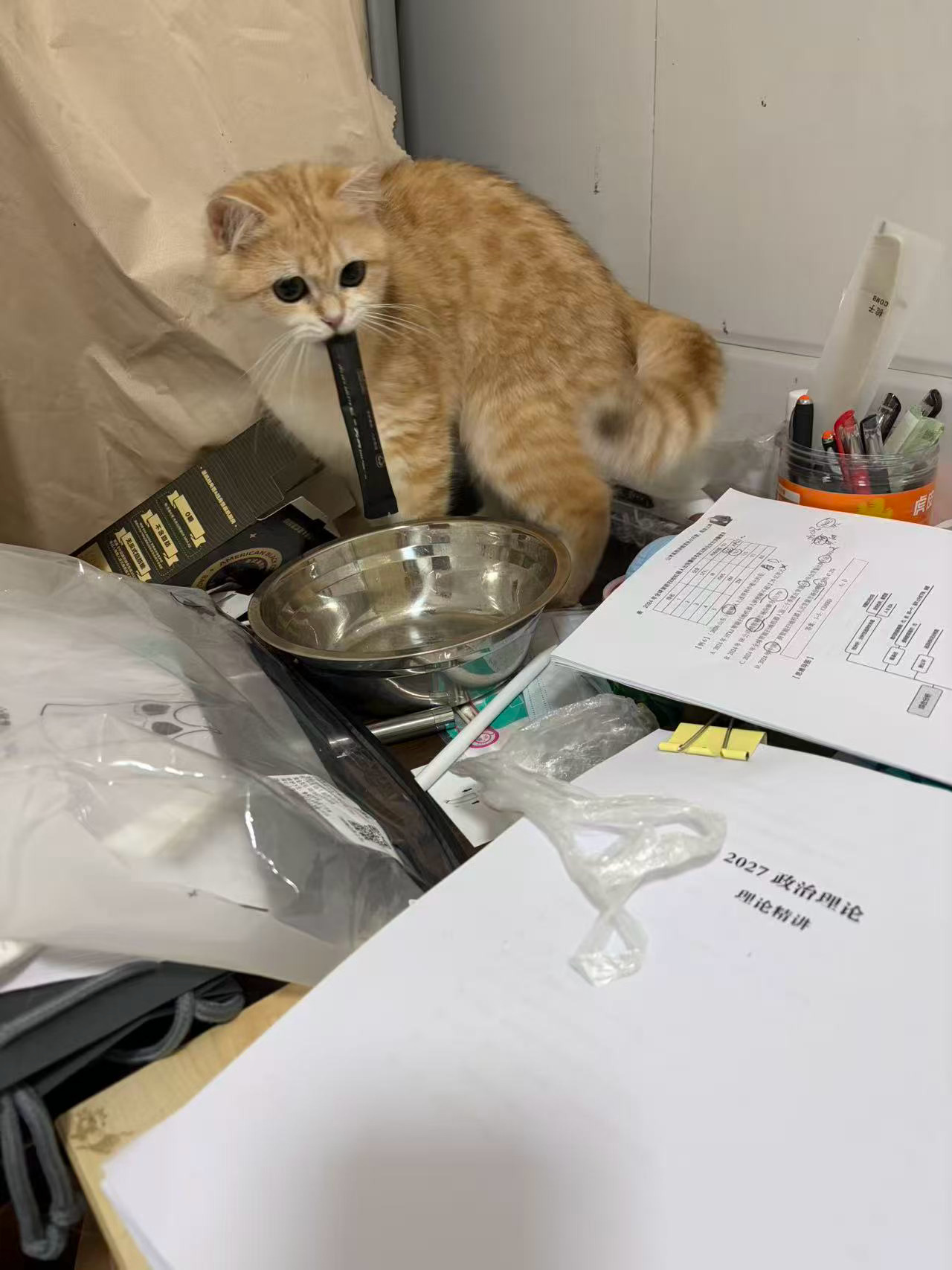 每天去我蜜寝室玩就这样偷别人的黑咖啡自己又不喝。坏猫 