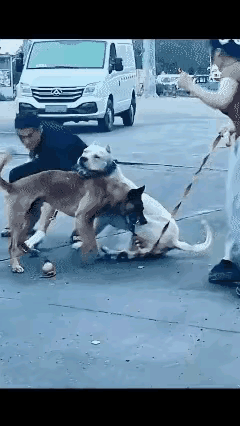 两狗相见分外凶，出了狗命人傻眼。