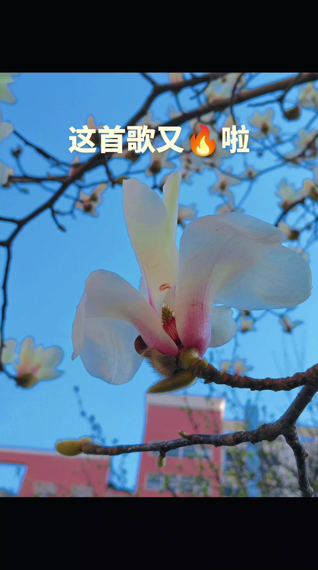 这首歌太🔥跟了个风 创作灵感， 创作者扶持计划 玩法达人计划抖音
