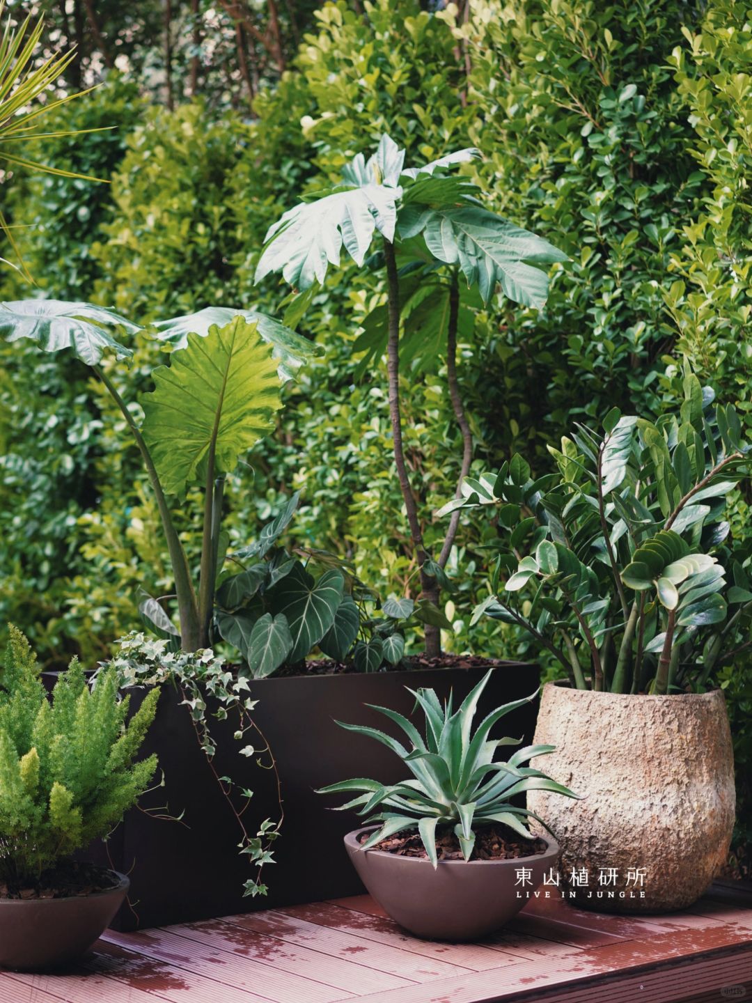 绿植分享|户外花园趣味植物搭配🌵