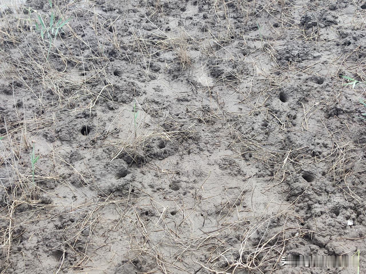 老锦州人还有多少人知道驴粪球子螃蟹，我记得我们小时候去河叉子抓这种螃蟹，那时真是