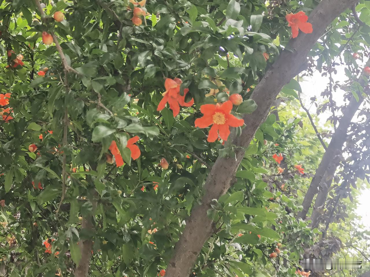 相册里的花花草草五月石榴，那些花骨朵膨胀舒展，像红灯笼，红得热烈，与绿叶交织，格