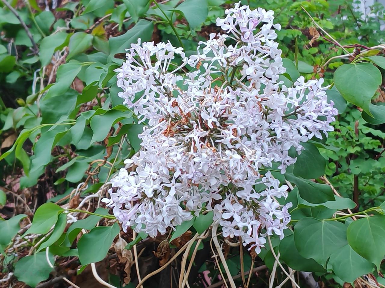 这花开的，挺别致啊。