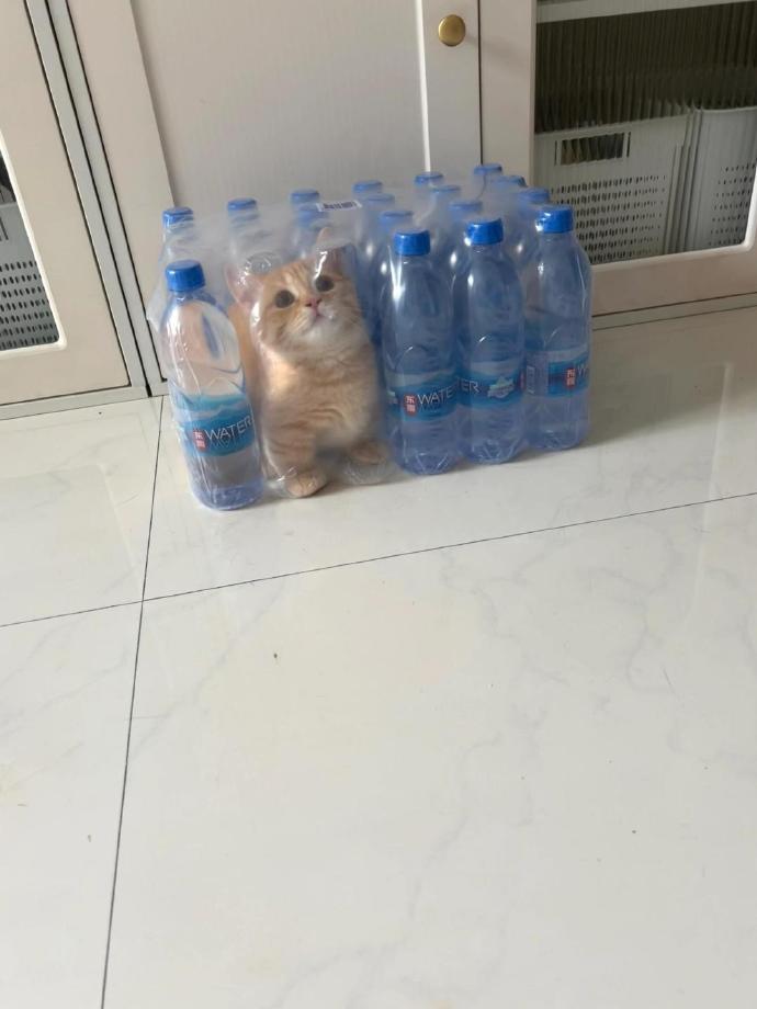 老板说买矿泉水送喵喵我就买了 ​​​