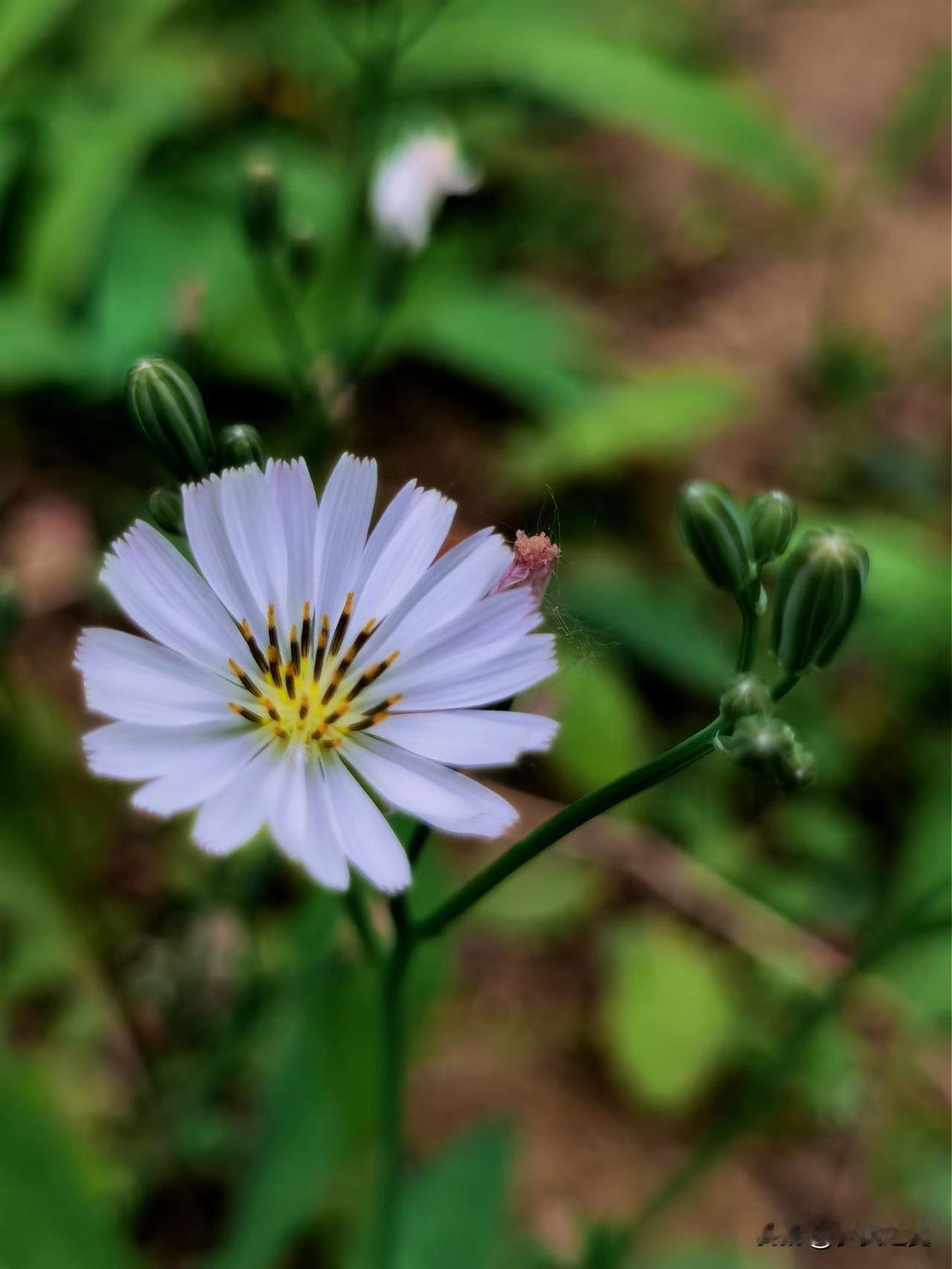 【小对联】
上：闺秀；
下：……？