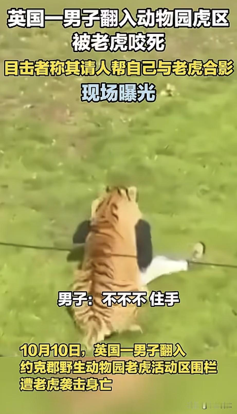英国这起东北虎伤人致死的事有目击者说是小伙自己主动跳进虎园的，还曾拜托陌生游客，