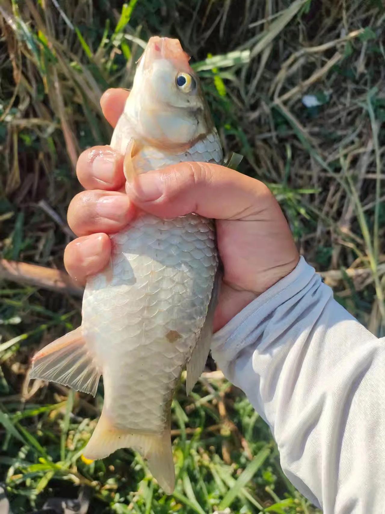 鲫鱼的习性主要和以下因素有关。
 
一是食物来源。它们以藻类、水草、水生昆虫、有