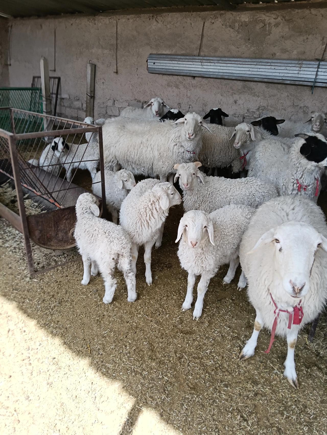 我家一只羊羔拉稀，黑中带黄的。给它喝了杨树花，还是一副没精神的样子。

小羊羔拉