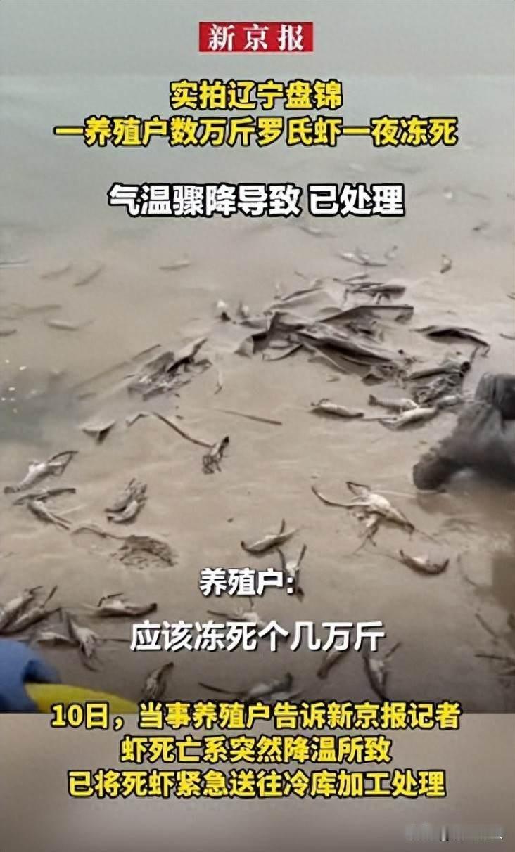 一夜数万斤虾冻死，养殖户哭着找冷库，谁来兜底？

辽宁盘锦有个养罗氏虾的农户，1